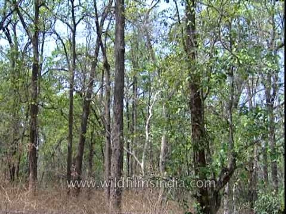 The forests of the Jim Corbett National Park