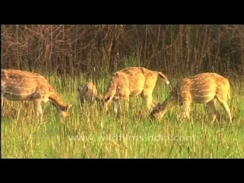 Spotted deer grazing in Jim Corbett National Park