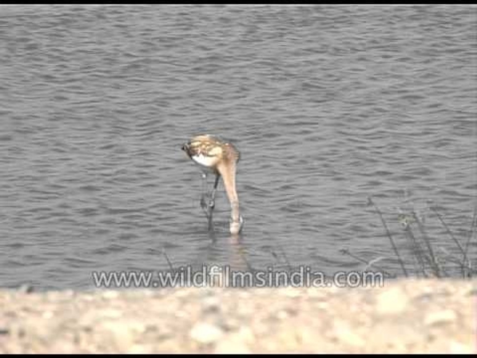 Flamingos feeding in water