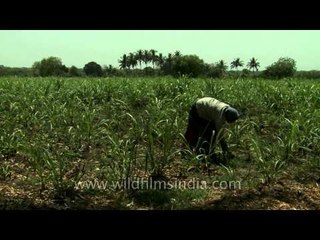 Woman plucking the unwanted grasses from the field in Solapur, Maharastra