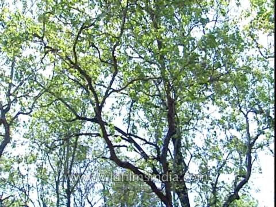 Dense forests of Corbett National Park