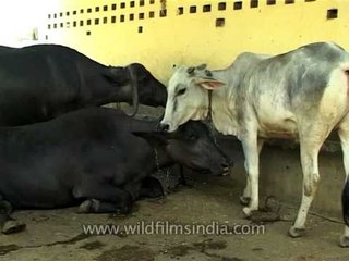 Buffalo chewing cud