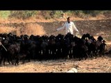 Goat herder with his herd in Solapur, Maharashtra