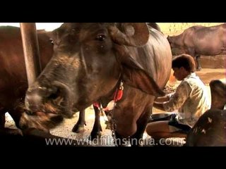 Lactating buffalo discharging milk as the milkman presses its udders!