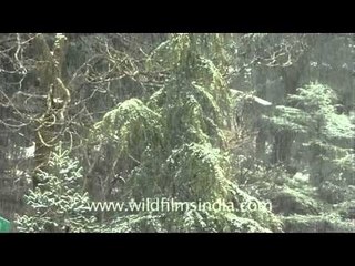 Snow falling