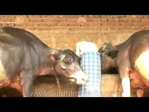 Forcing a baby calf away for milking the mother buffalo
