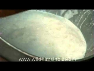 Bucketful of buffalo milk fresh out of it's teats in India