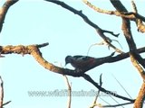 Himalayan Pied Woodpecker on a tree