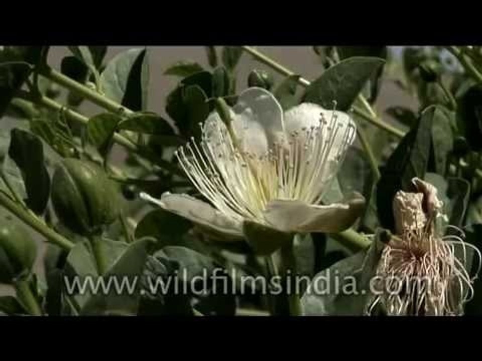A trans-Himalayan wild flower - help us identify it!