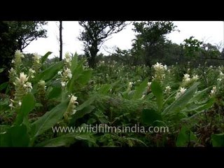 Bed of Indian Arrowroot abloom in Mahabaleshwar, Maharashtra