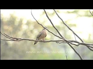 Spotted Dove perched on slender branches