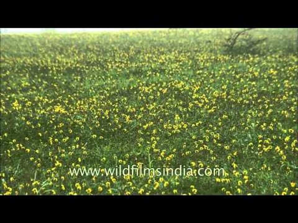 Widespread carpet of Smithia Hirsuta at Kaas plateau