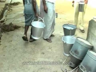 A buffalo being milked at a dairy