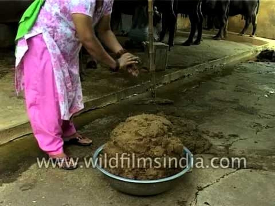 Collecting cow-dung: A messy task