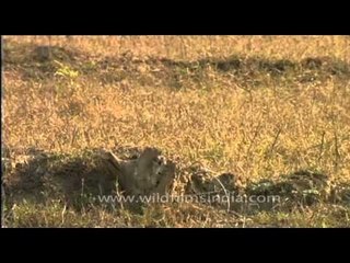 Blue-cheeked Bee-eater in a grassland