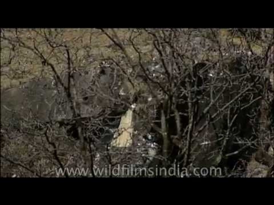 Snow Pigeons in the Himalaya