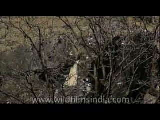Snow Pigeons in the Himalaya