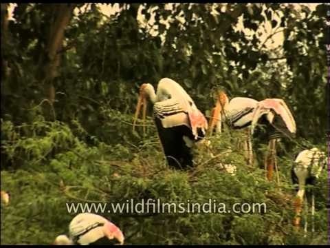 Painted Stork in Bharatpur Bird Sanctuary