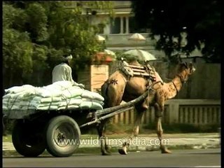 Camel cart carrying heavy loads in the streets of Jaipur, Rajasthan