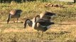 Domesticated geese at North East India.