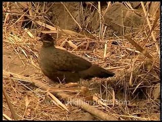 Painted Spurfowl scratching around on forest floor