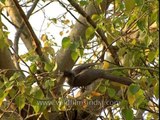 Grey Hornbill sitting on a Peepul tree