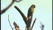 Ring-necked Parakeet or Rose-ringed Parakeet (Psittacula krameri)