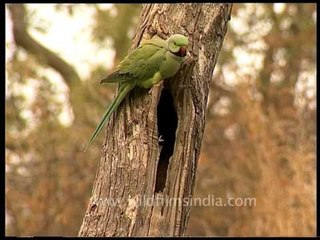 Rose-ringed Parakeet - a gregarious tropical Afro-Asian parakeet species