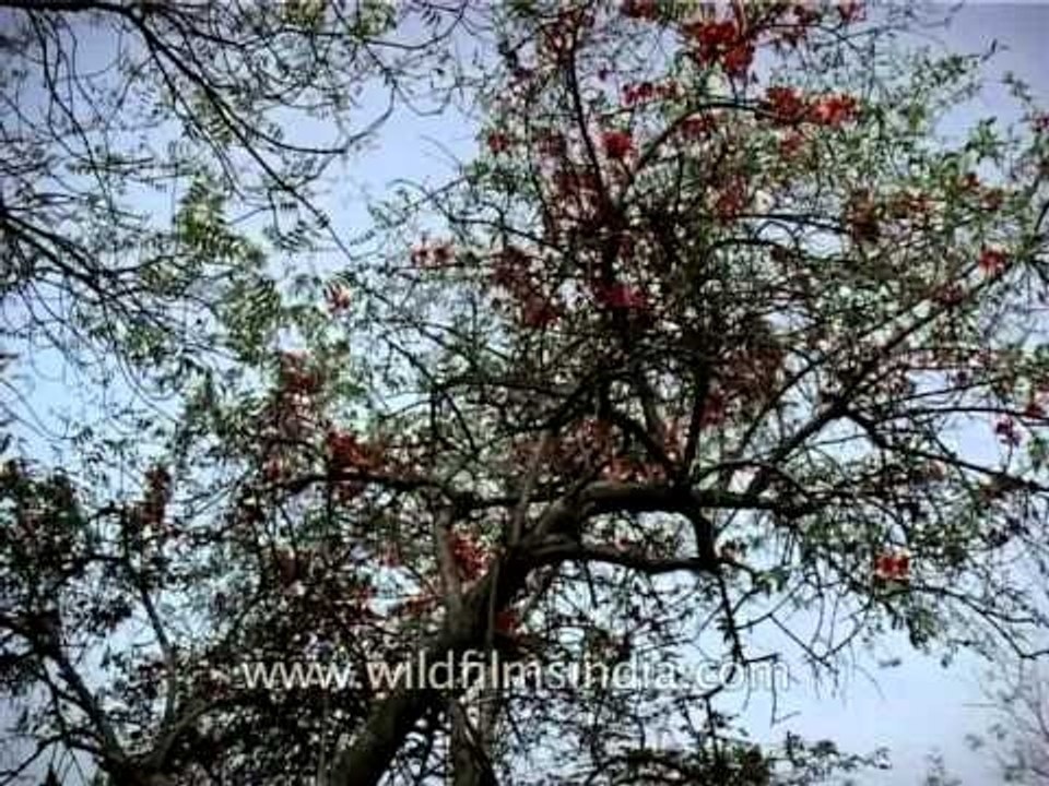 Kusum also known as Gum lac tree