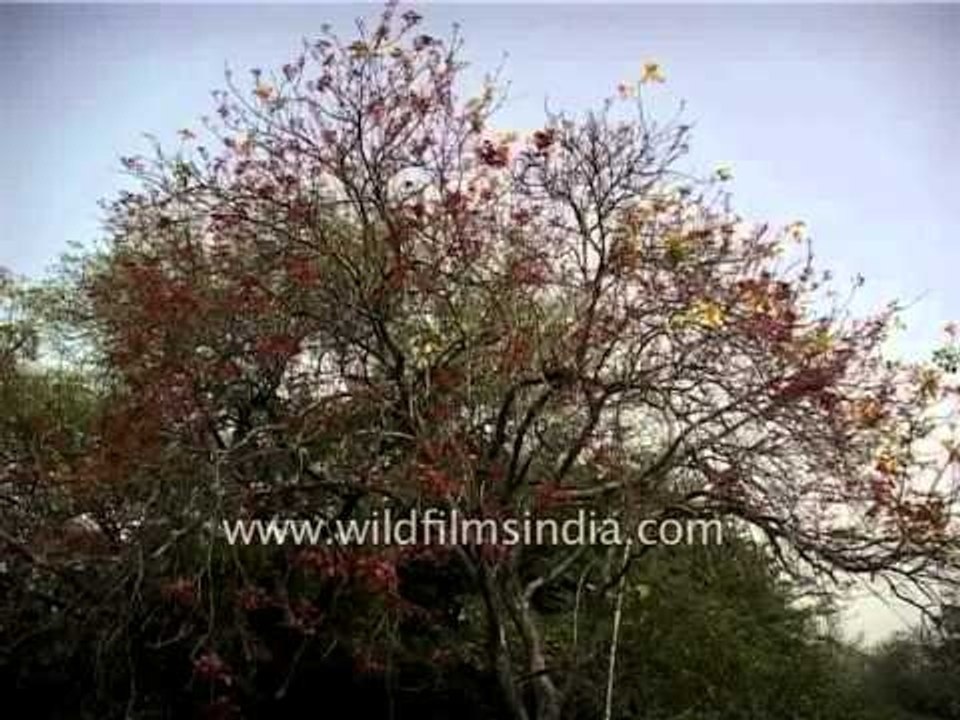 Ceylon oak or Kusum tree