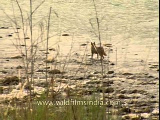 Indian jackal at Jim Corbett National Park