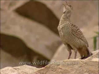 Grey Partridge calling loudly from atop a rock!