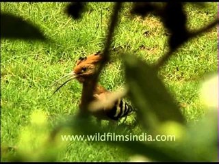 Hoopoe - The national bird of Israel
