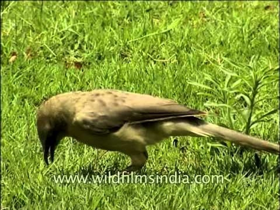 Jungle Babbler (Turdoides striata)