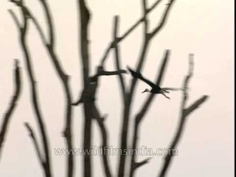 White necked Stork at Jim Corbett National Park, Uttaranchal