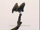 White-rumped Vulture in Corbett National Park