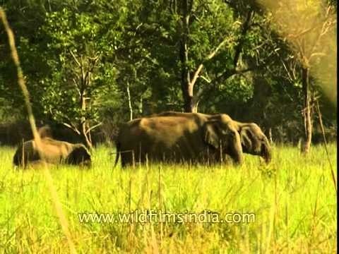 Indian Elephant family outing in Jim Corbett National Park