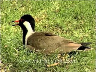 A parent's job is never easy - a Lapwing incubating its eggs
