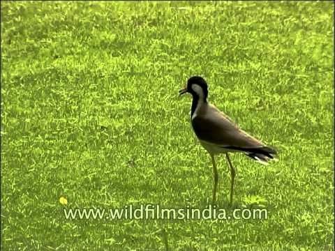 A common bird in India : Red Wattled Lapwing