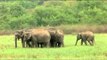 Elephants grazing on lush green grasses of a sub-Himalayan grassland