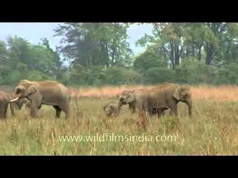 Bunch of Elephants grazing together on summer grass