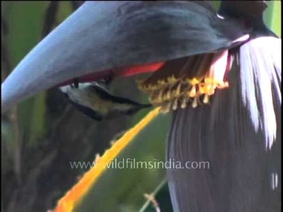 Purple Sunbird on the flower of a banana