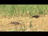 Spotted Doves foraging