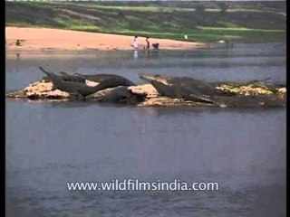 Gharials laze around at National Chambal Sanctuary