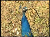 Indian Peafowl ( Peacock ) : The National Bird of India