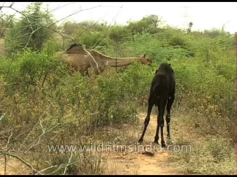 Letting camels graze: Answer to biodiversity, sufficient food and livelihood in Rajasthan