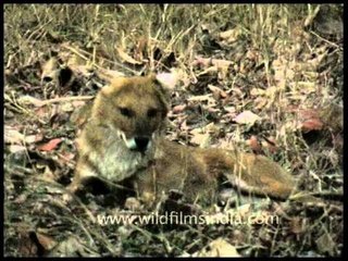 Dhole or  Asiatic wild dog