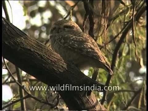 Spotted Owlet - such a cutie