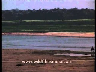 Tourist taking ride on a camel