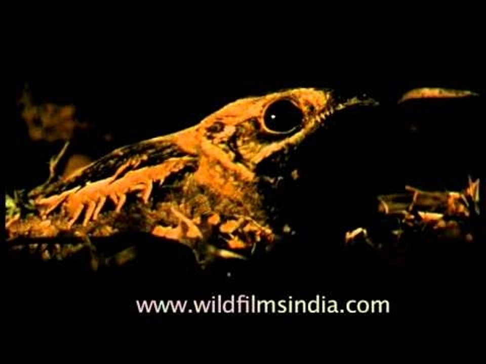 Nightjar